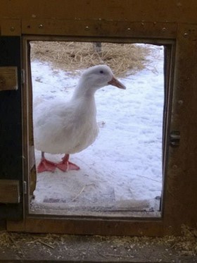 Ankka pääsee ulkoilemaan talvellakin