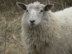 Luonnonvaalea suomenlammas