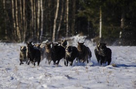 talvellakin lampaat pääsevät kirmaamaan ulos