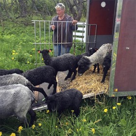 Lampaat pääsevät kesälaitumelle
