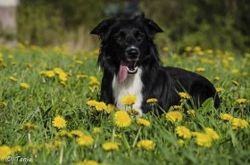 Öyrilän Isontalon lammastilalla työskentelee lammaskoira Pyhis